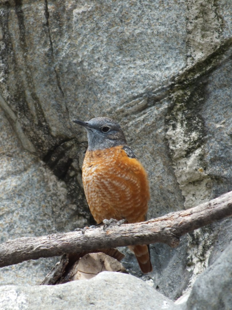 Common Rock-thrush (Monticola saxatilis) at Alpenzoo Innsbruck - April 11 2015