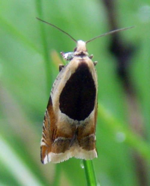 Common Roller (Ancylis badiana)