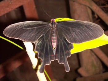 Common Rose (Atrophaneura aristolochiae)