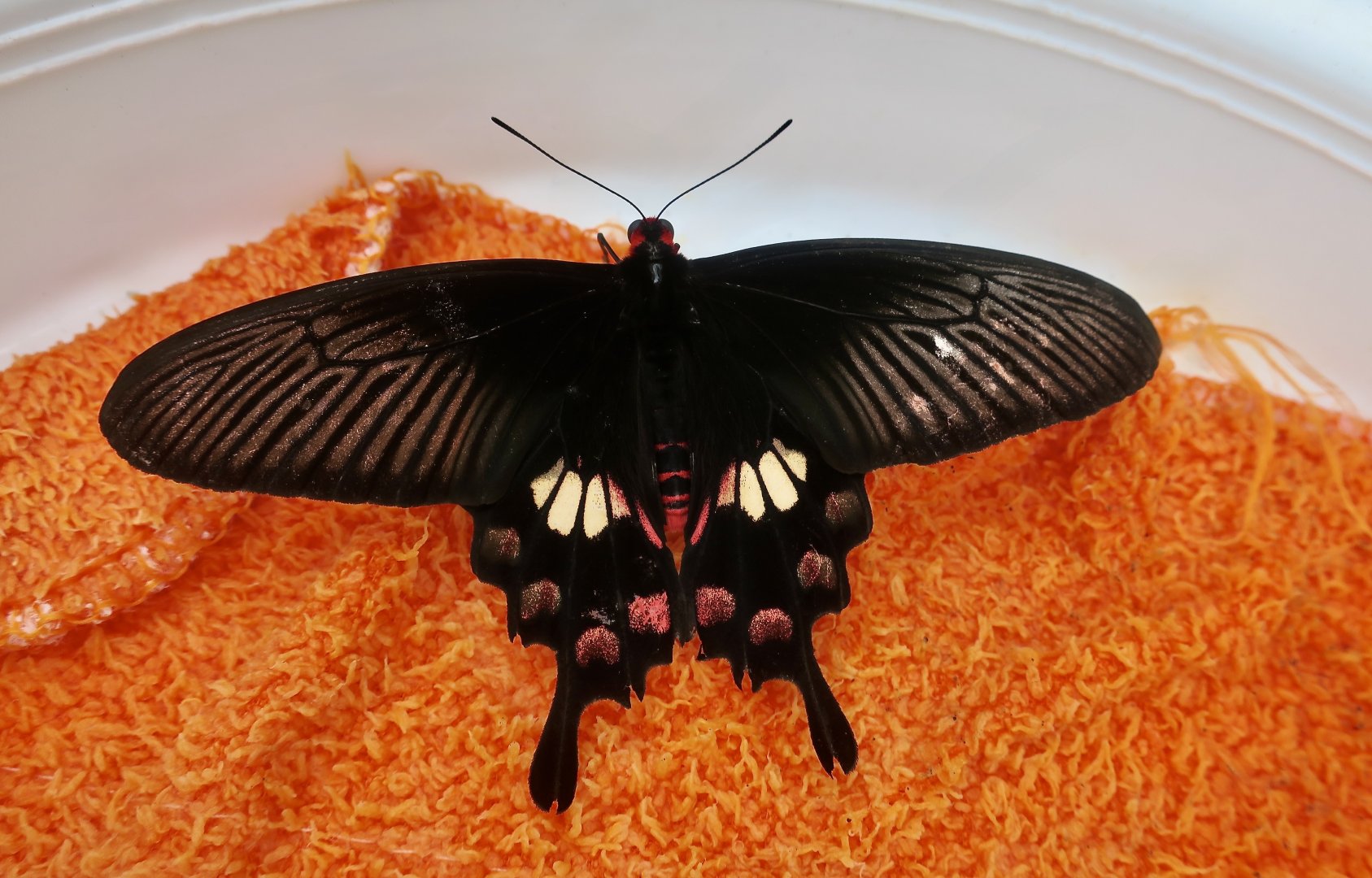 Common Rose Butterfly (Pachliopta aristolochiae interpositus)