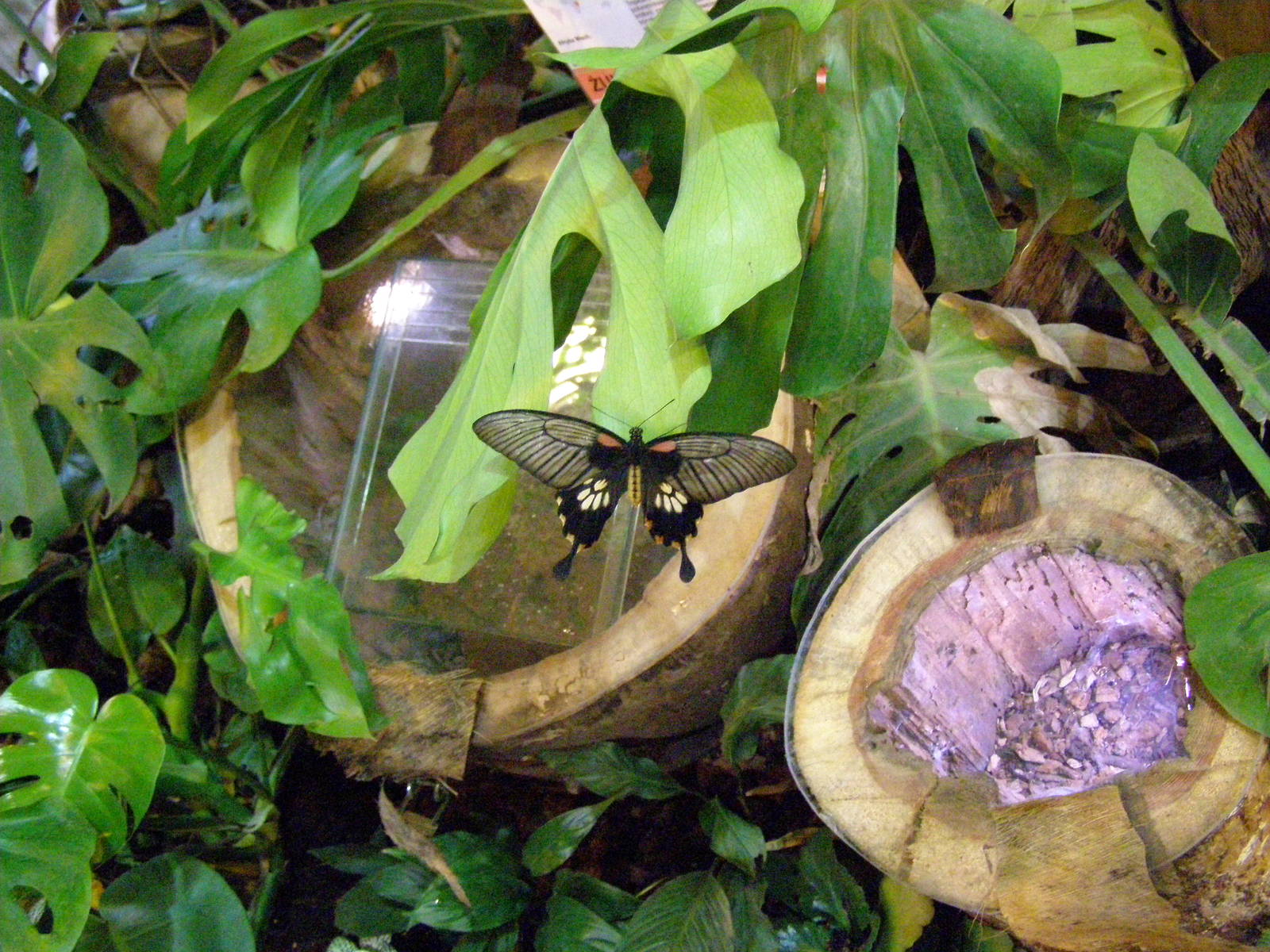 common rose? (Pachliopta aristolochiae)