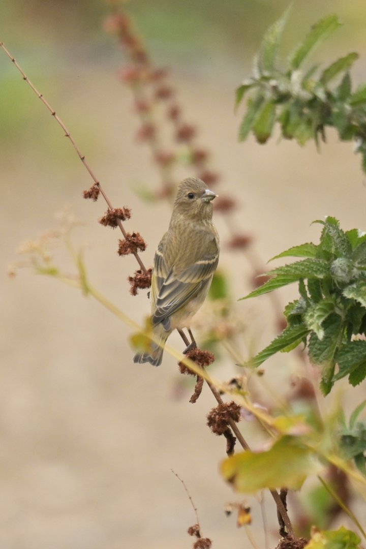 Common Rosefinch Carpodacus erythrinus