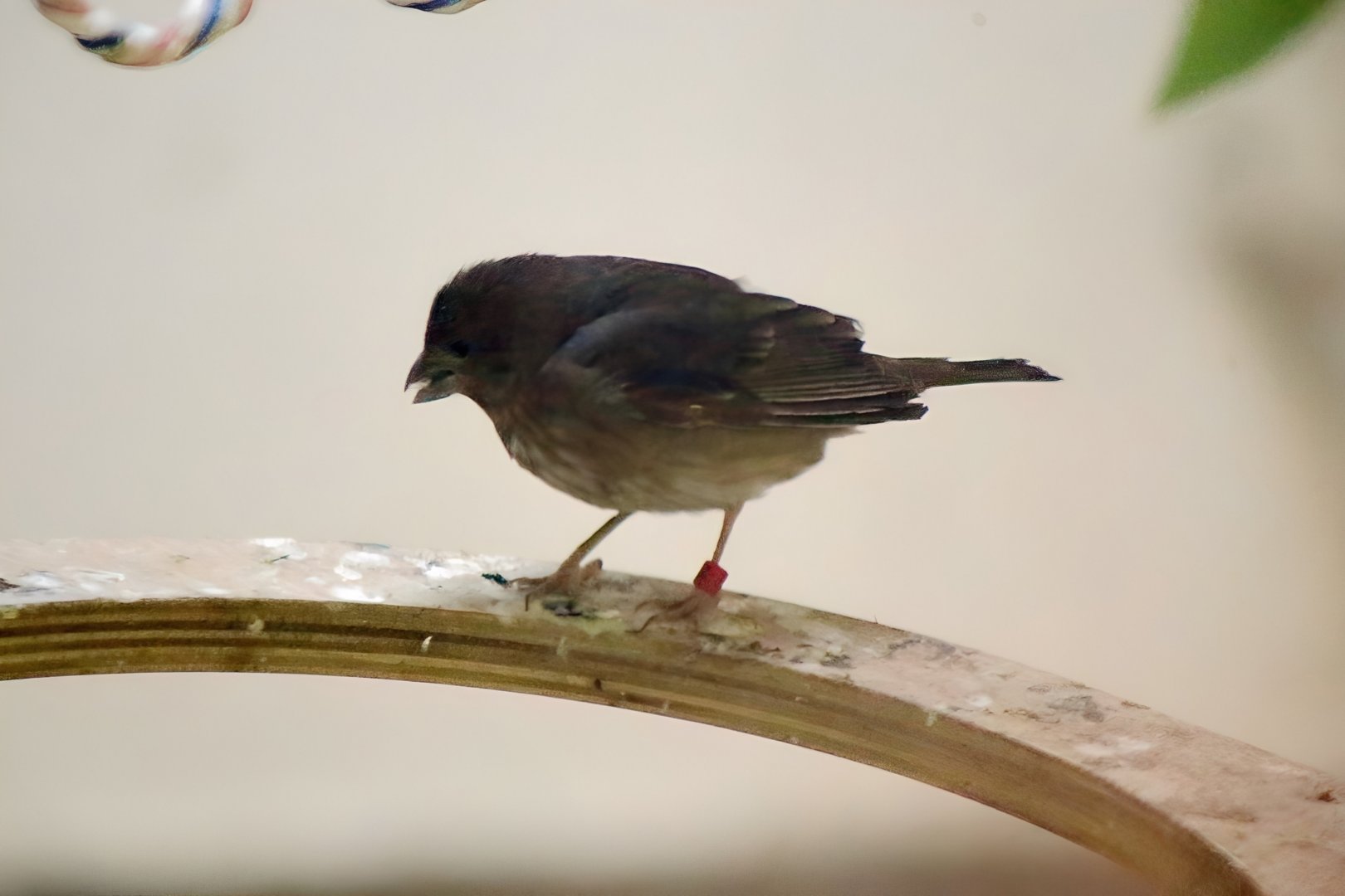 Common Rosefinch (Carpodacus erythrinus)