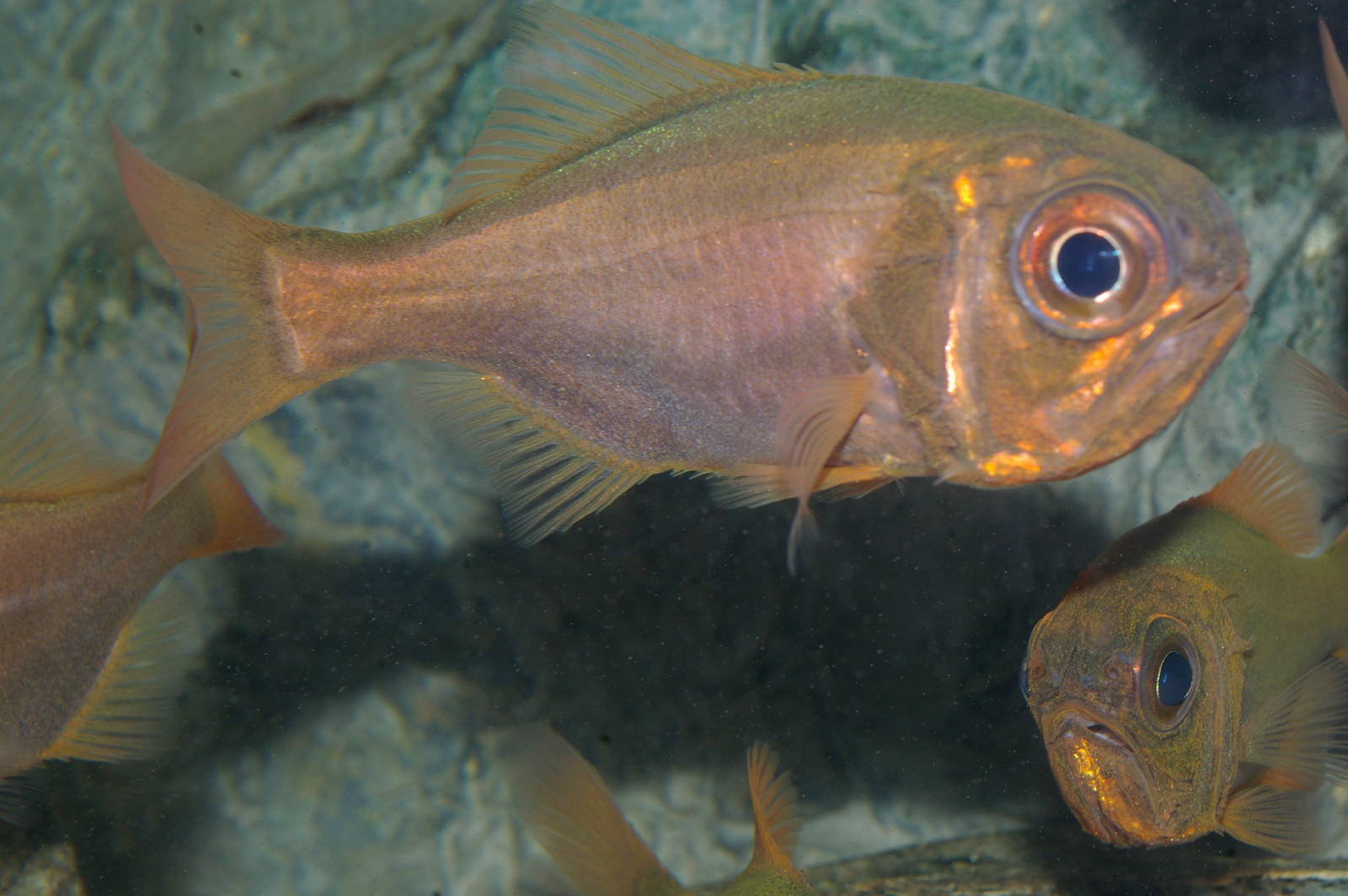 common roughy (Paratrachichthys trailli)