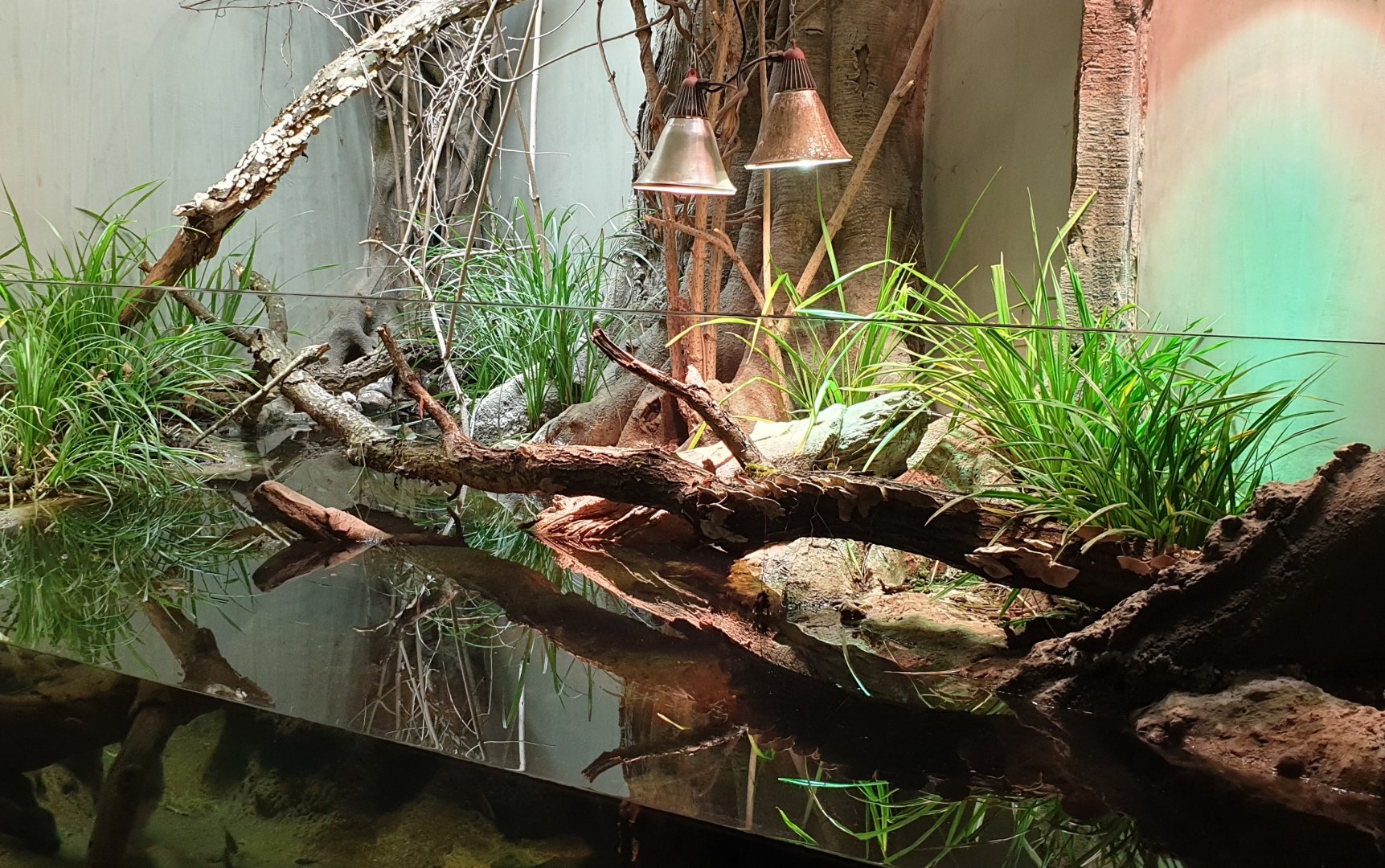 Common rudd - European pond turtle enclosure