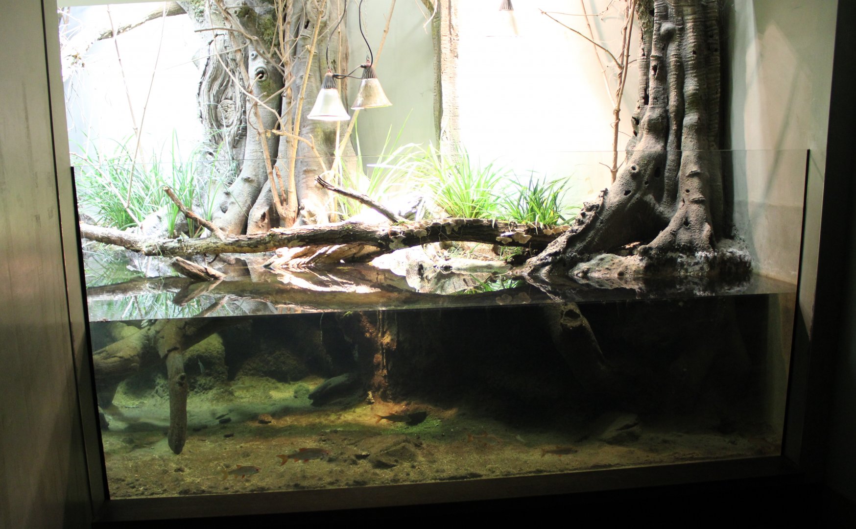 Common rudd - European pond turtle enclosure