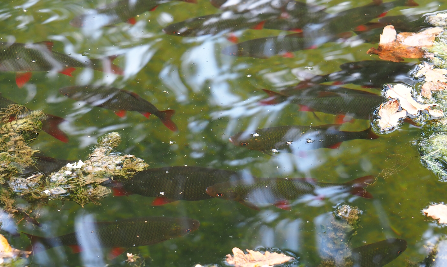 Common rudd (Scardinius erythrophthalmus) in the moat of the Rimba mixed exhibit, 2023-10-07