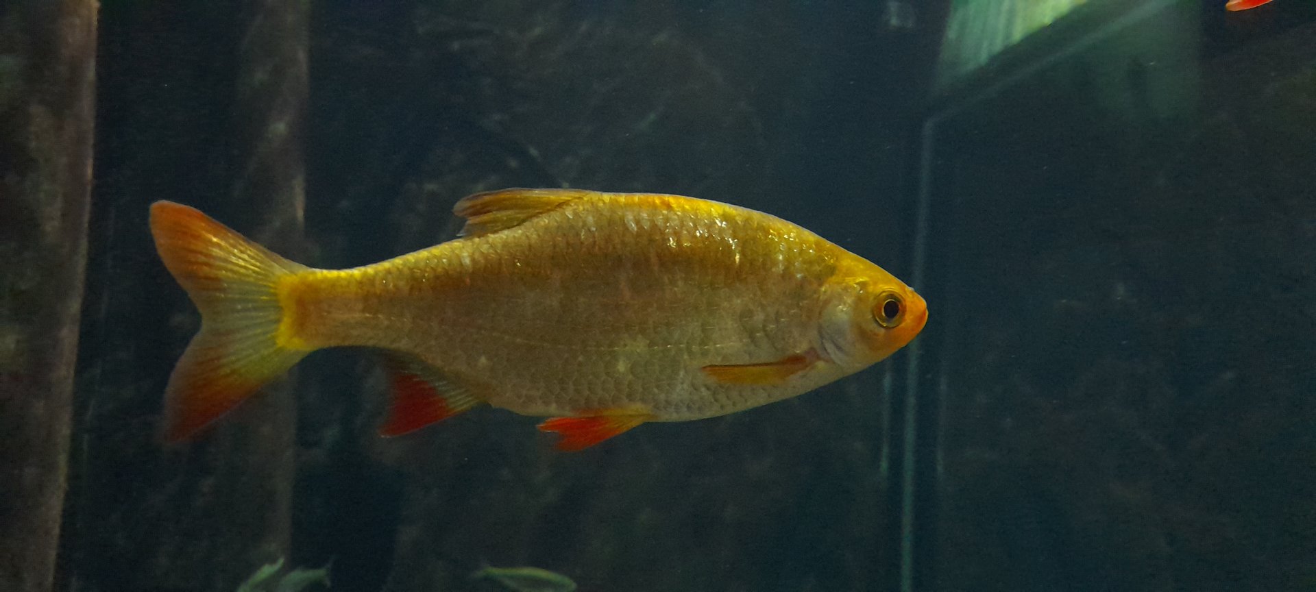 Common rudd (Scardinius erythrophthalmus)