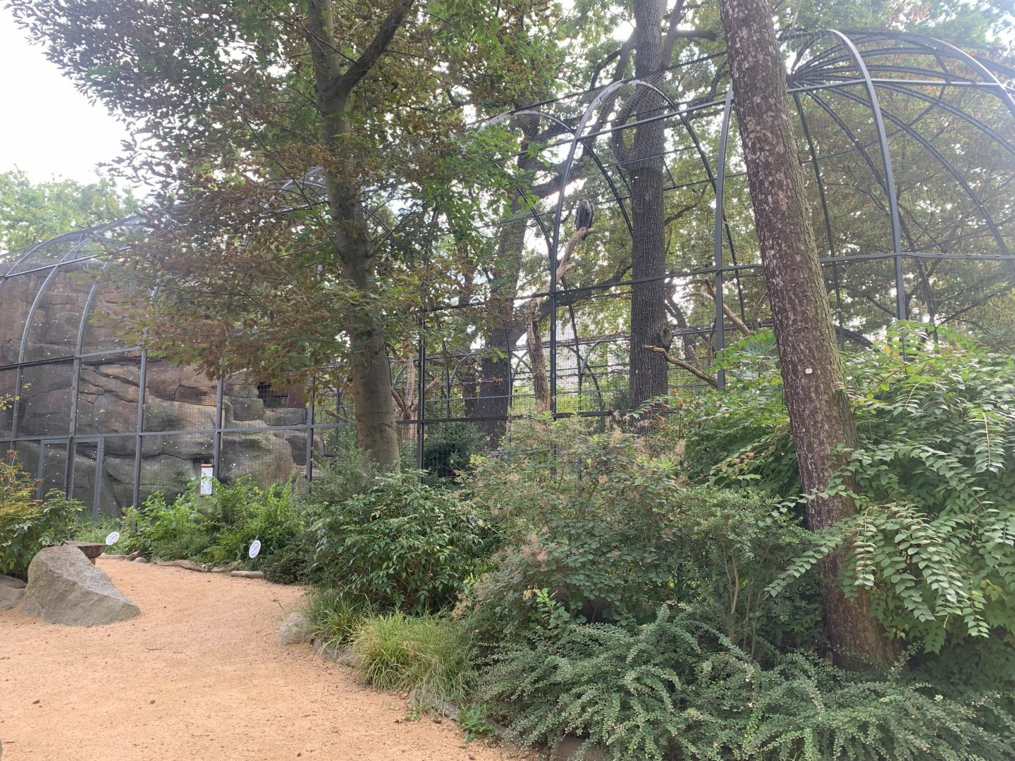 Common Rueppell's Griffon Vulture and Secretary Bird aviary