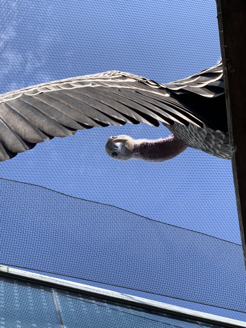 Common Rueppell’s Griffon Vulture (Gyps Ruepelli Ruepelli)