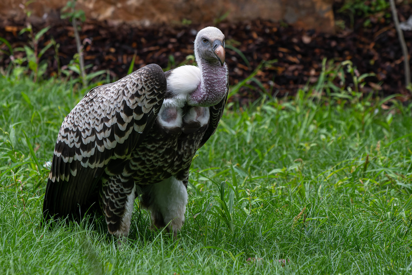Common Rueppell's griffon vulture (Gyps rueppelli rueppelli)