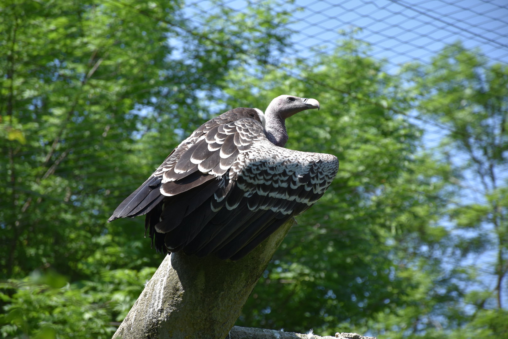 Common Rueppell's griffon vulture