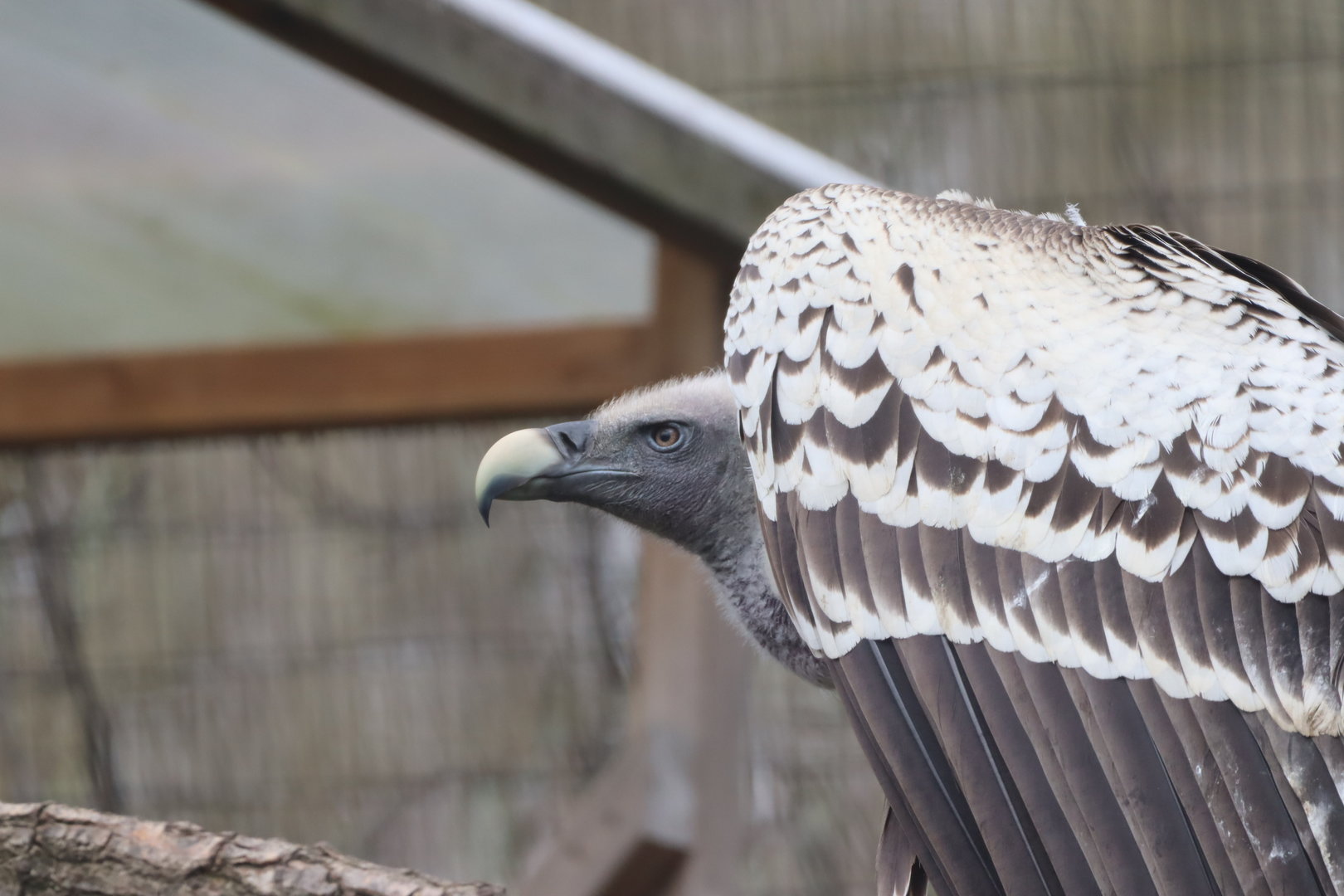 Common Rueppell's Griffon Vulture