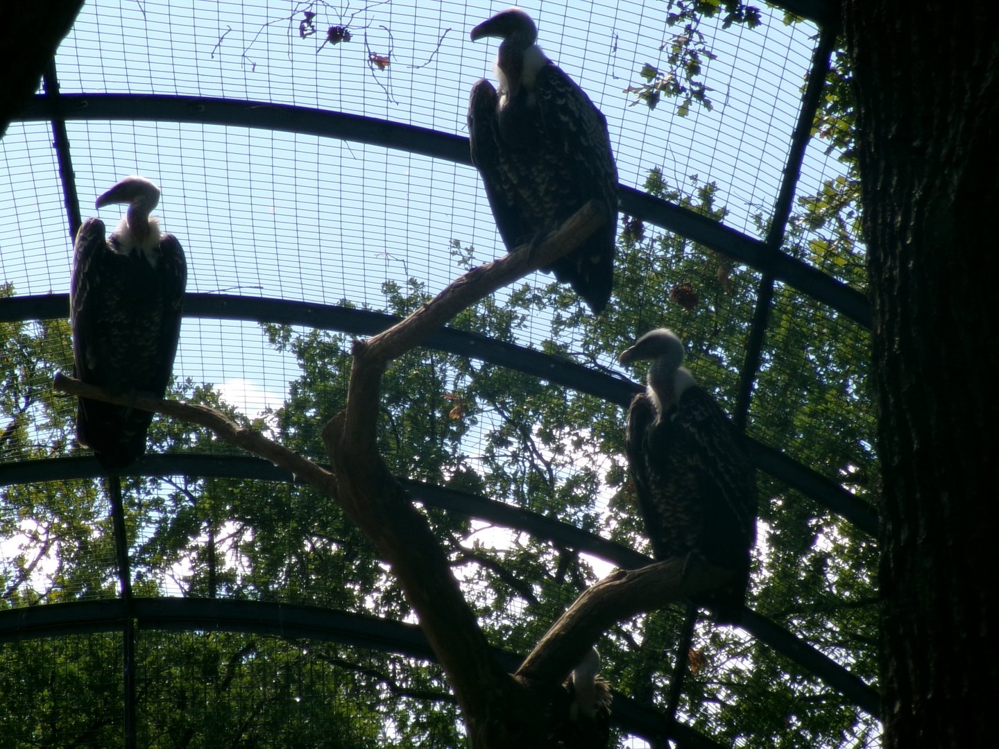 Common Rueppell's griffon vultures