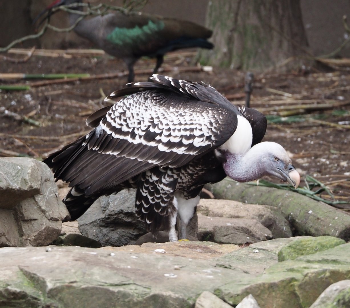 Common Rüppell's griffon vulture (Gyps rueppelli rueppelli), 2024-03-09