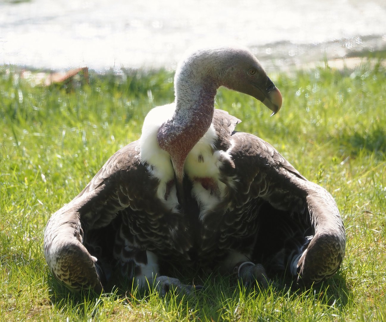 Common Rüppell's griffon vulture (Gyps rueppelli rueppelli), 2025-04-30