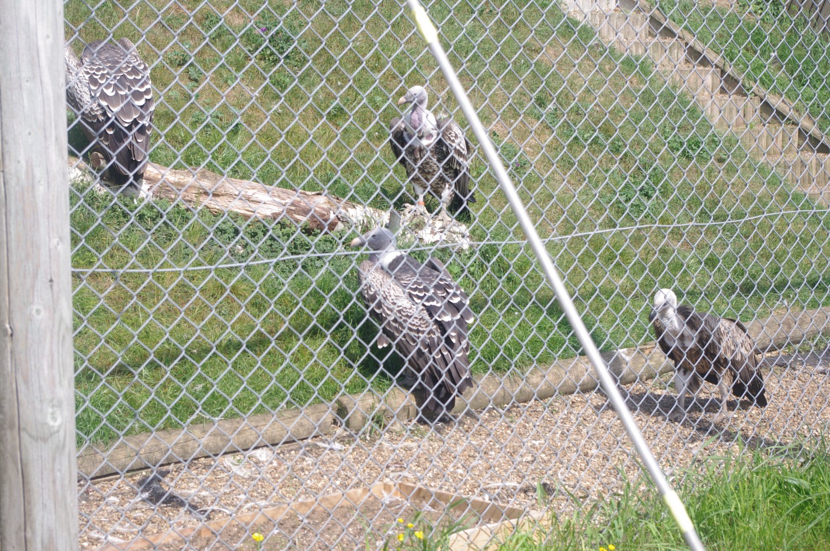 Common Ruppell's Griffon Vultures- 3/6/2022