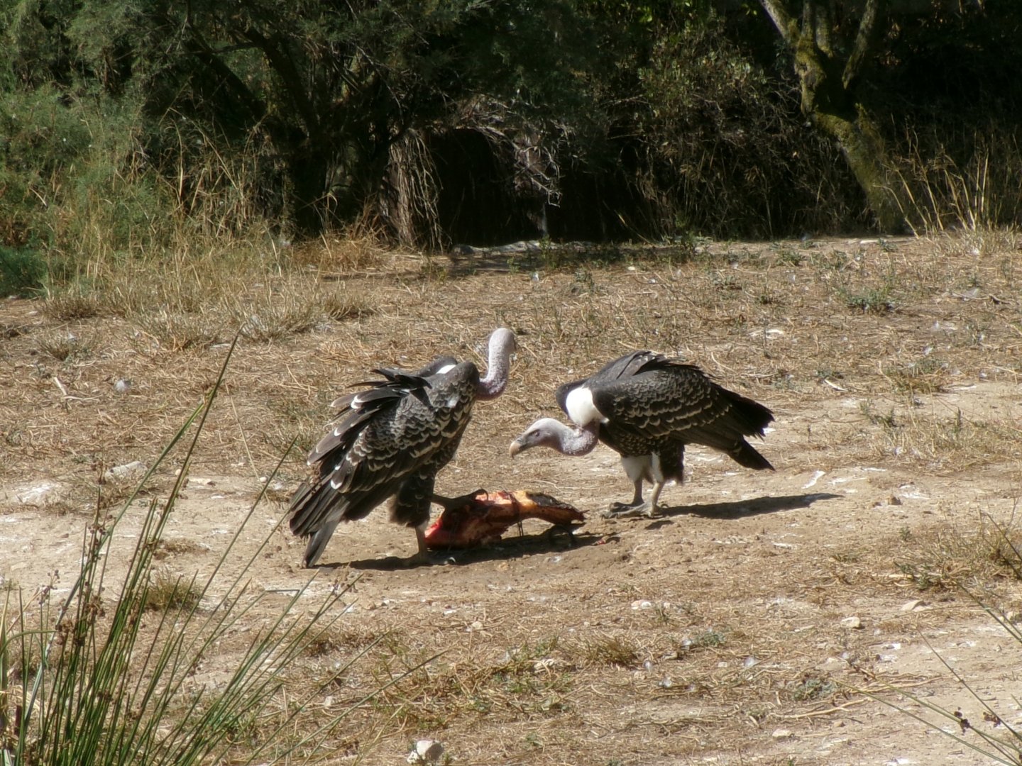 Common Rüppell's vultures