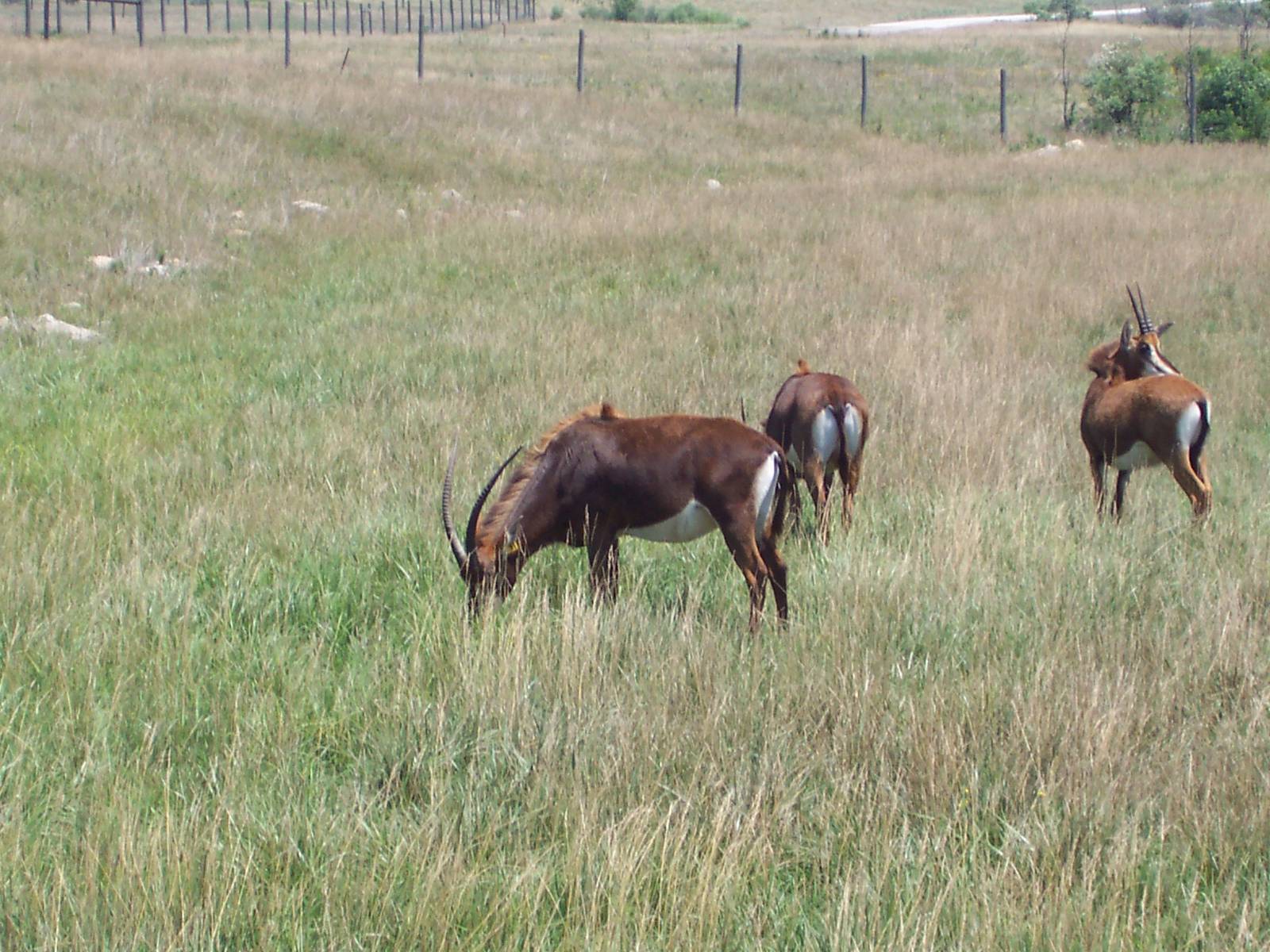 Common Sable Antelope