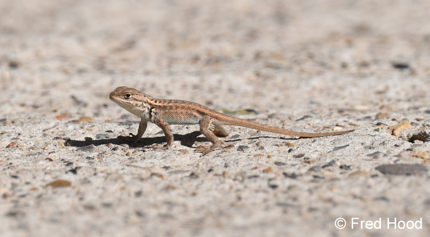common sagebrush lizard