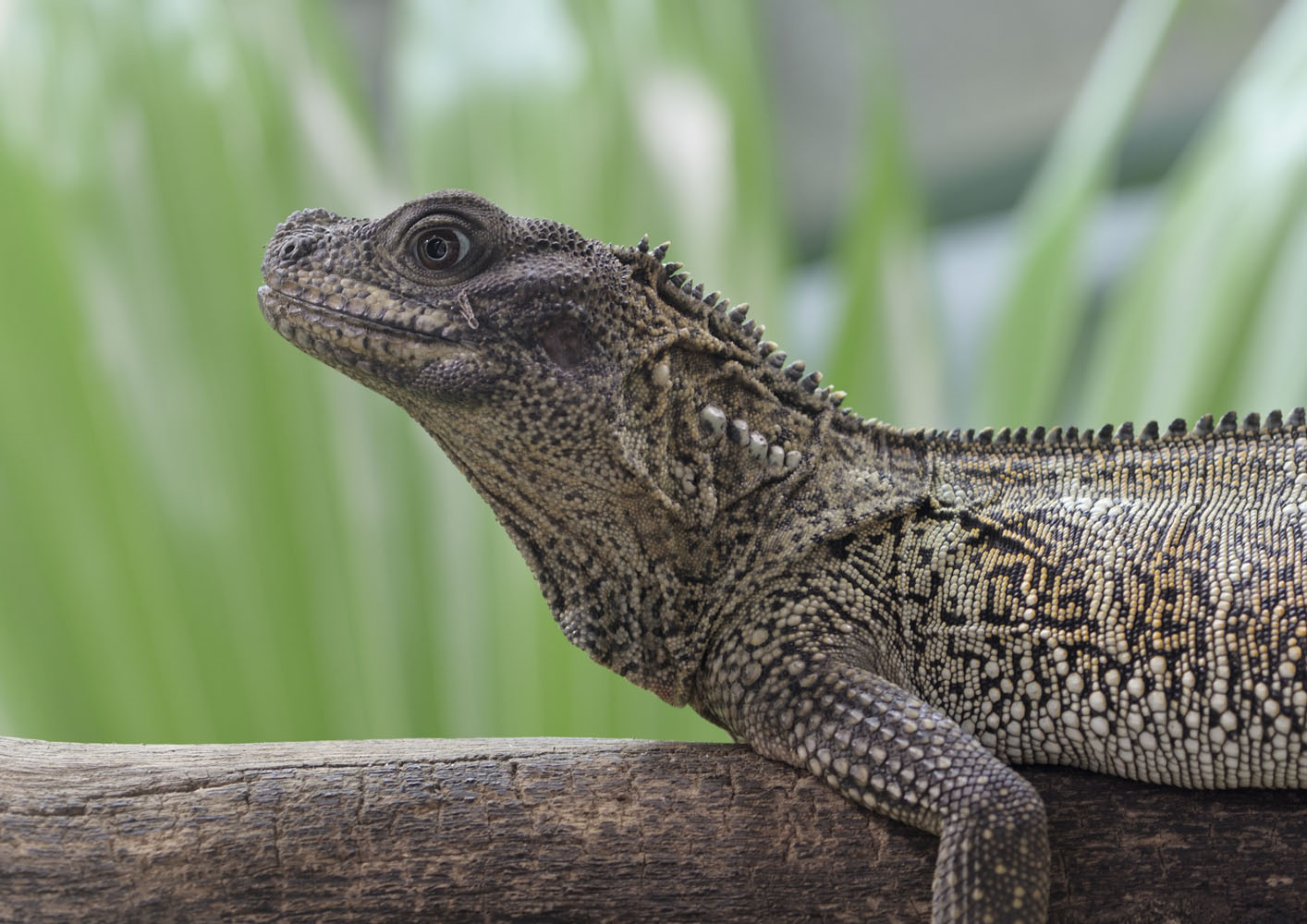 Common sailfin lizard