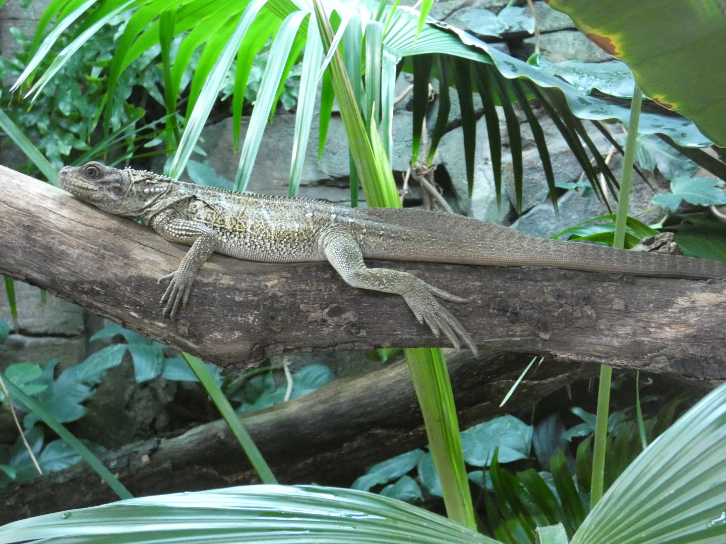 Common sailfin lizard