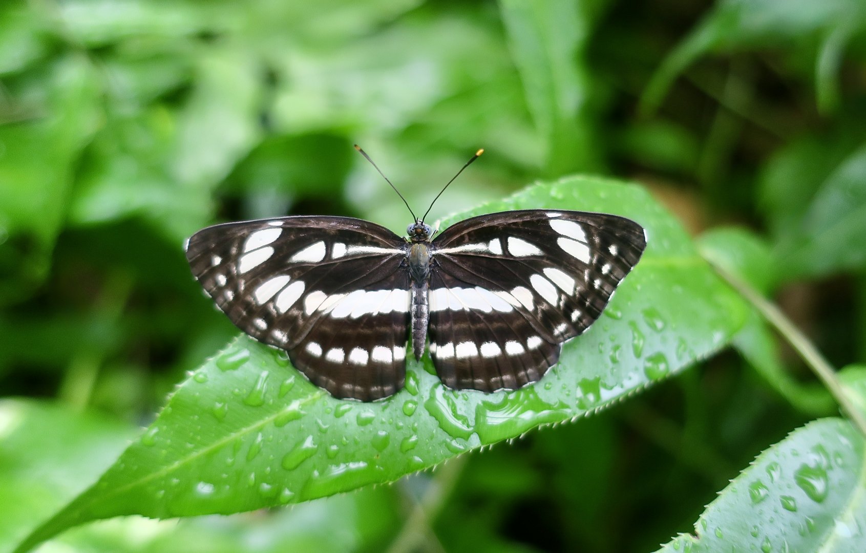 Common Sailor (Neptis hylas) - Changi Airport Butterfly Garden