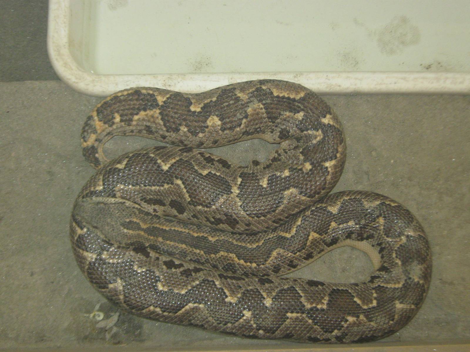common sand boa (Eryx conicus)