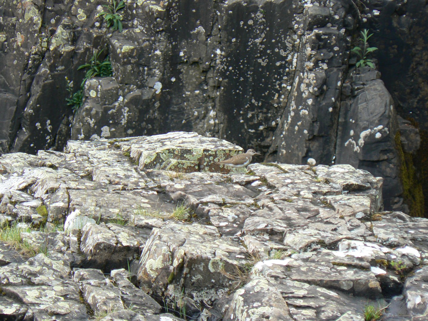 Common Sandpiper - 30 May 2017, Low Force Waterfall