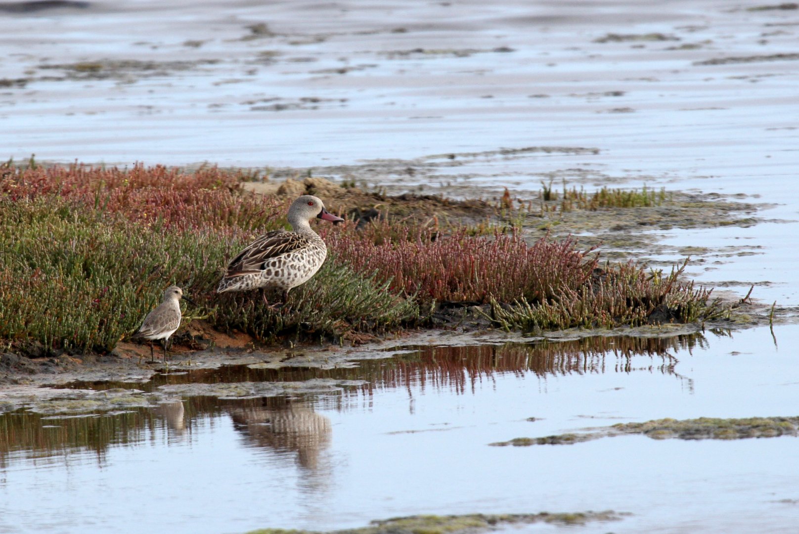 Common Sandpiper (Actitis hypoleucos) ID? & Cape Teal (Anas capensis)