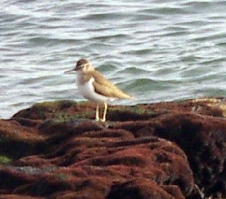 Common Sandpiper (Actitis hypoleucos)