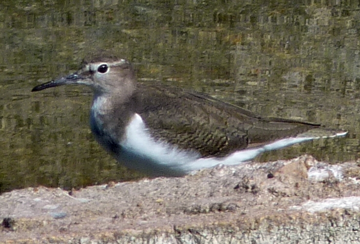 Common sandpiper (Actitis hypoleucos)