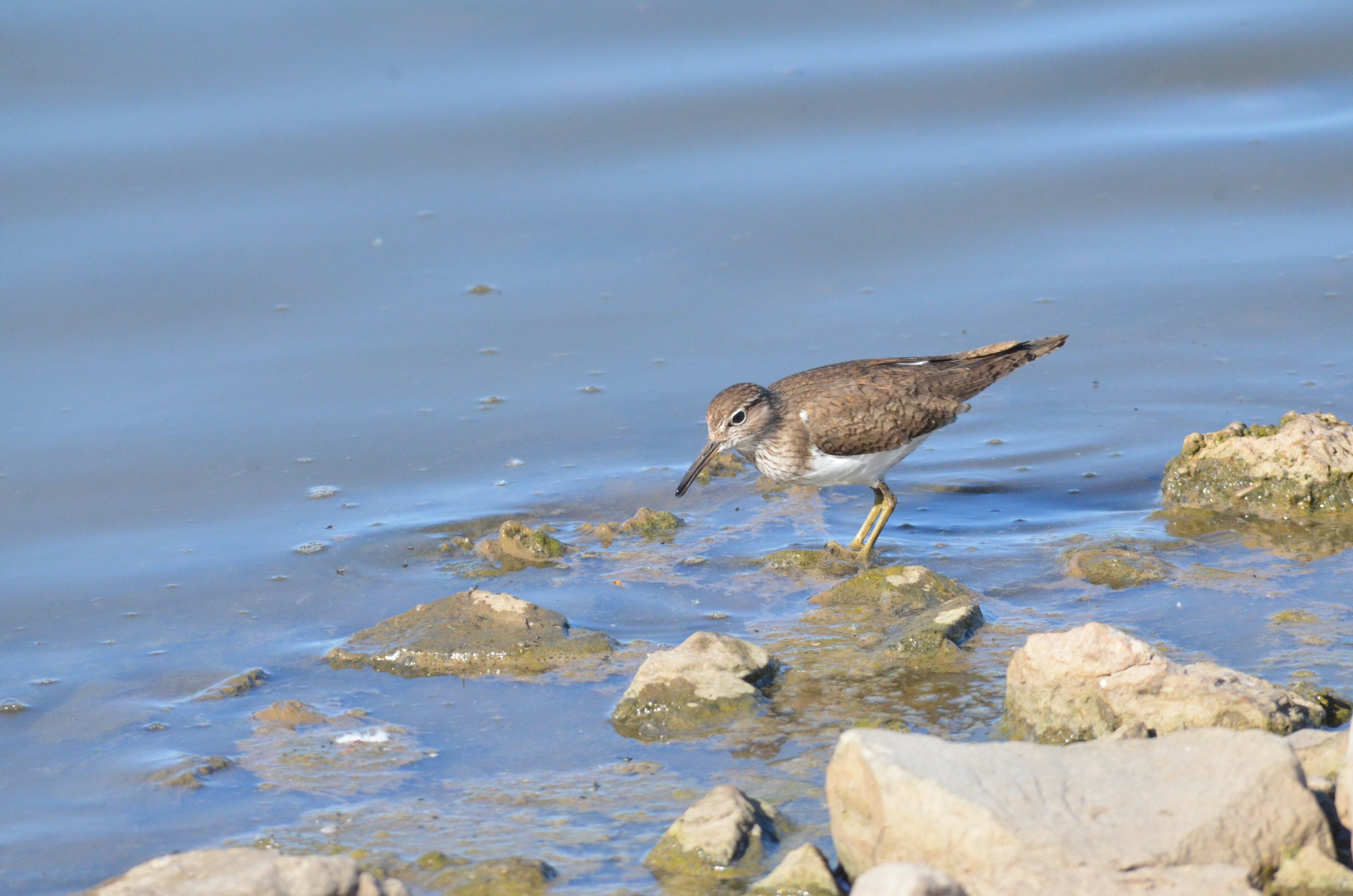 Common Sandpiper at Slimbridge, 22/04/17