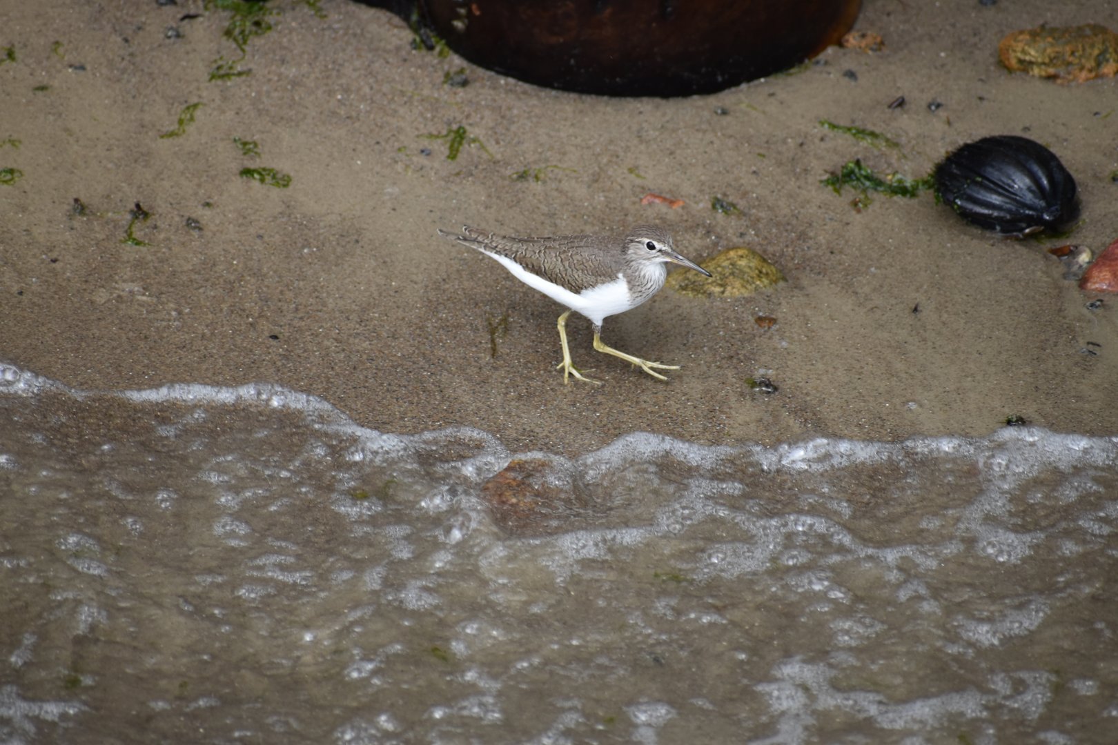 Common Sandpiper ~ Pulau Ubin