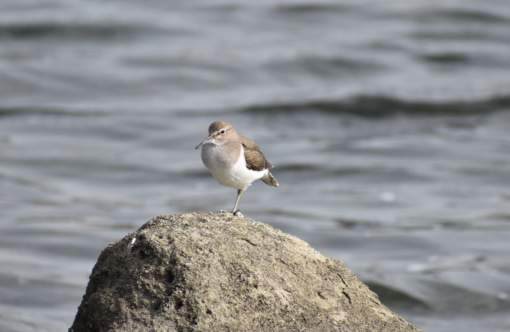 Common Sandpiper - Tokyo Port Wild Bird Park