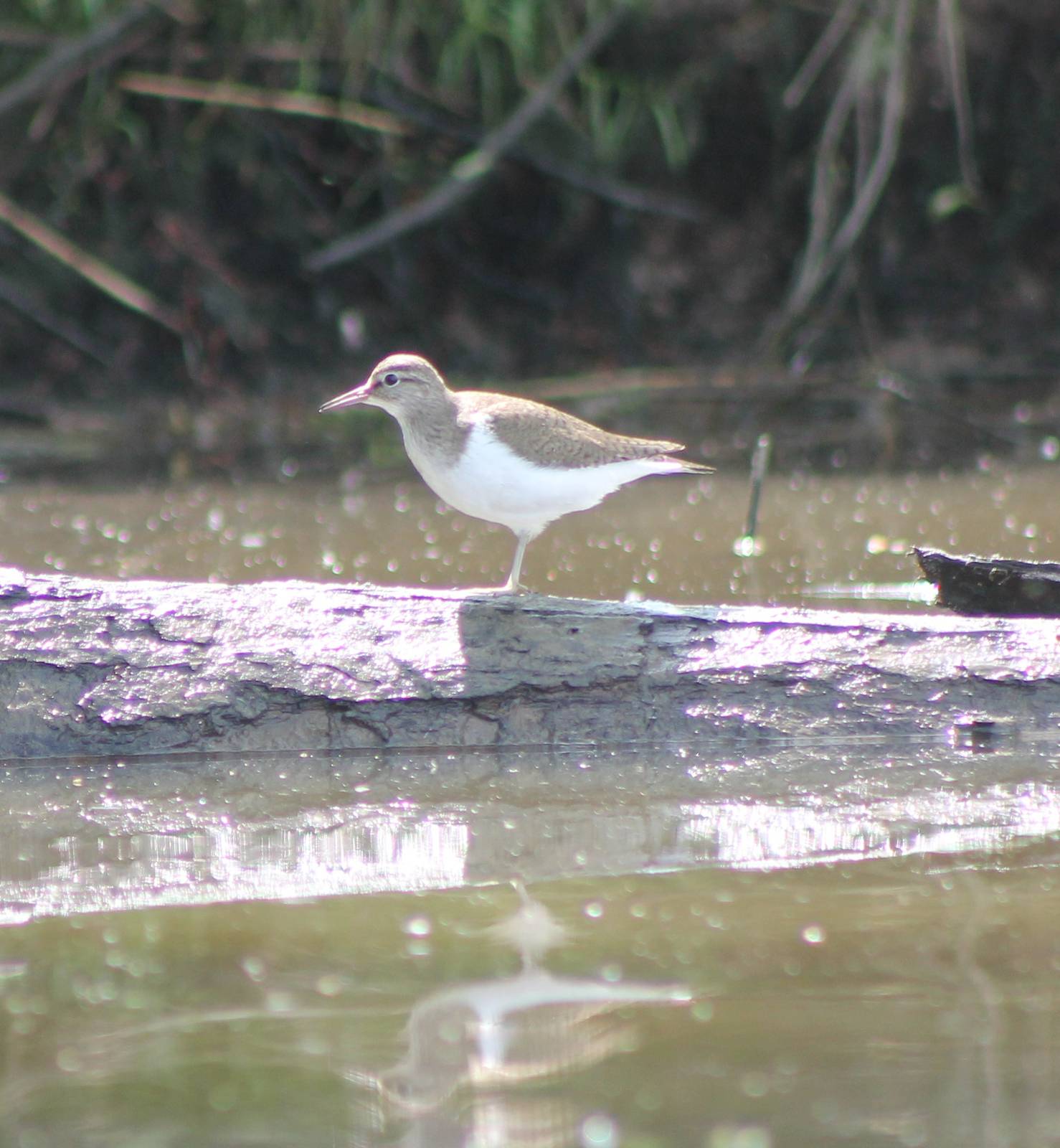 Common sandpiper