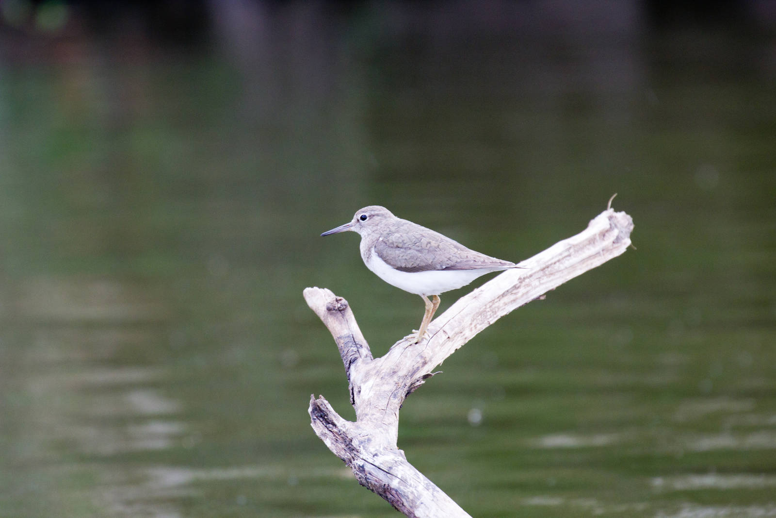 Common Sandpiper