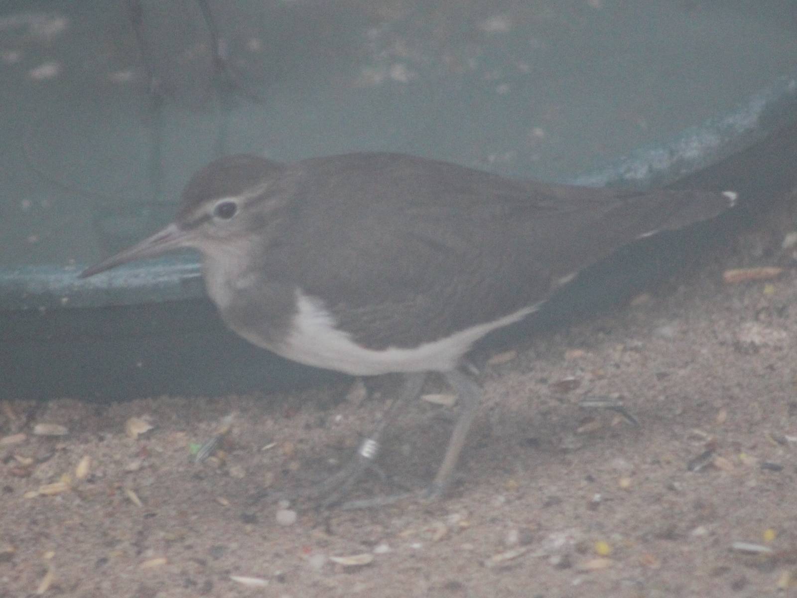Common sandpiper