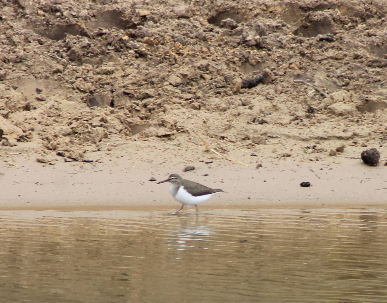 Common sandpiper