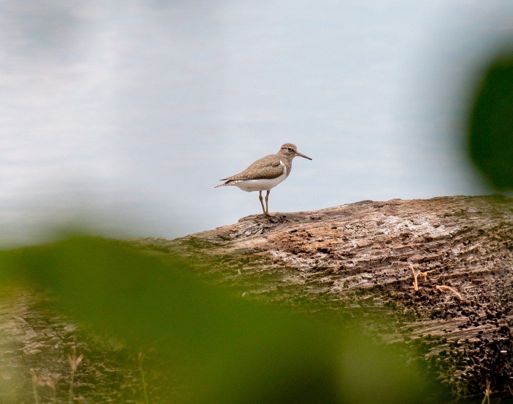 Common Sandpiper