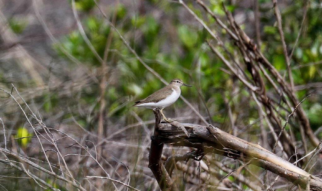 Common Sandpiper