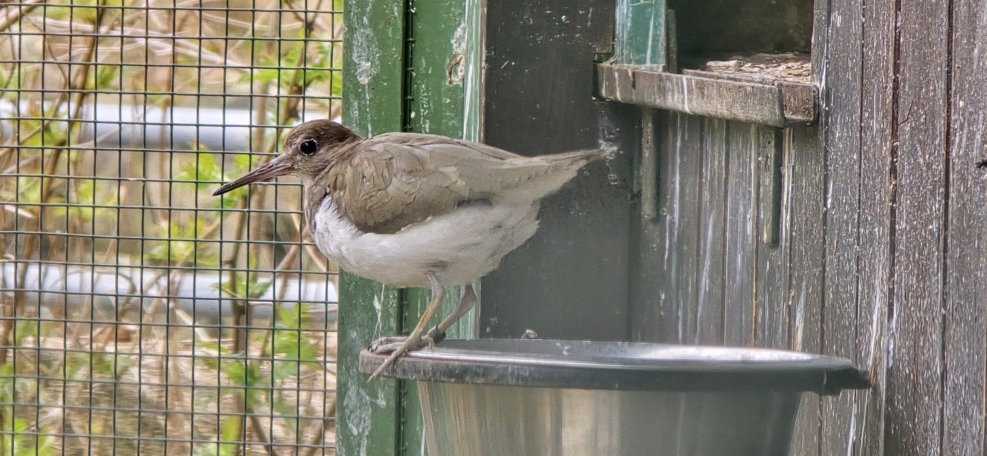 Common Sandpiper