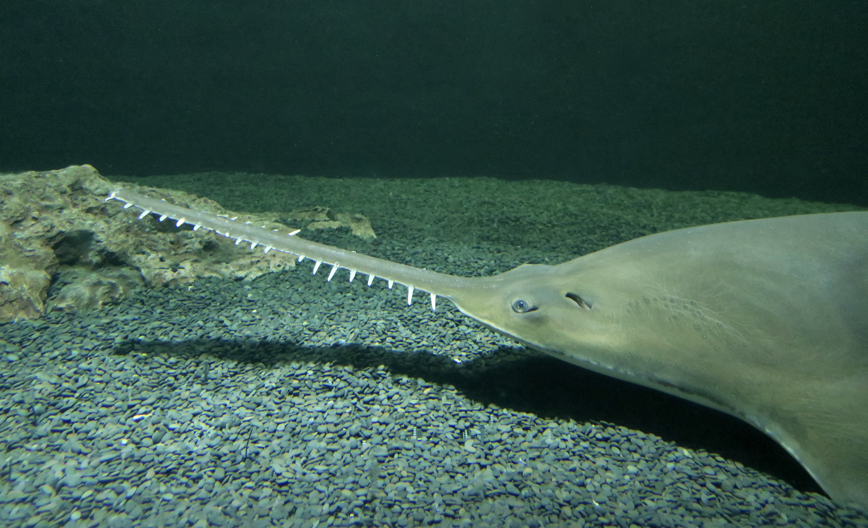 Common Sawfish (Pristis pristis)