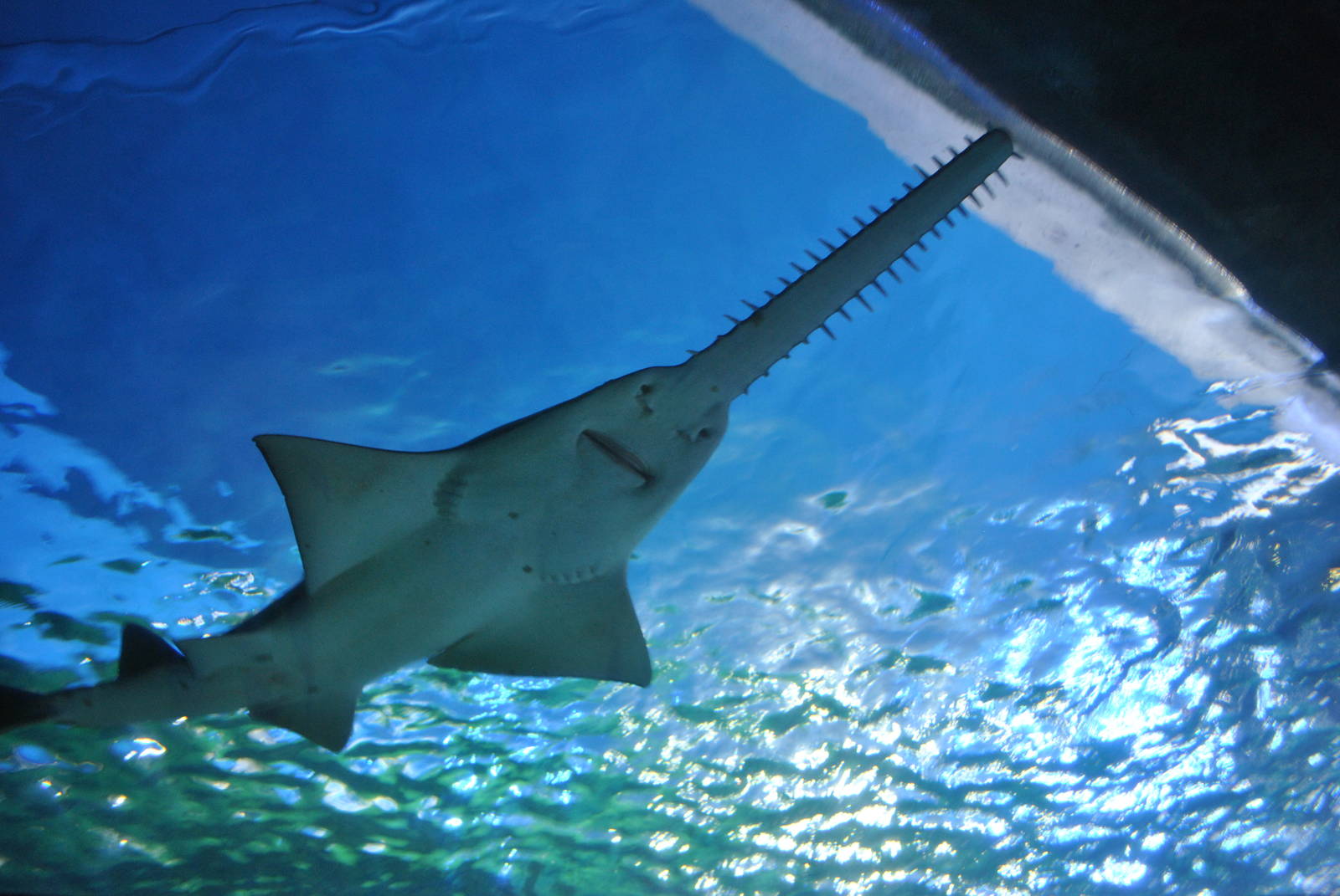 Common Sawshark
