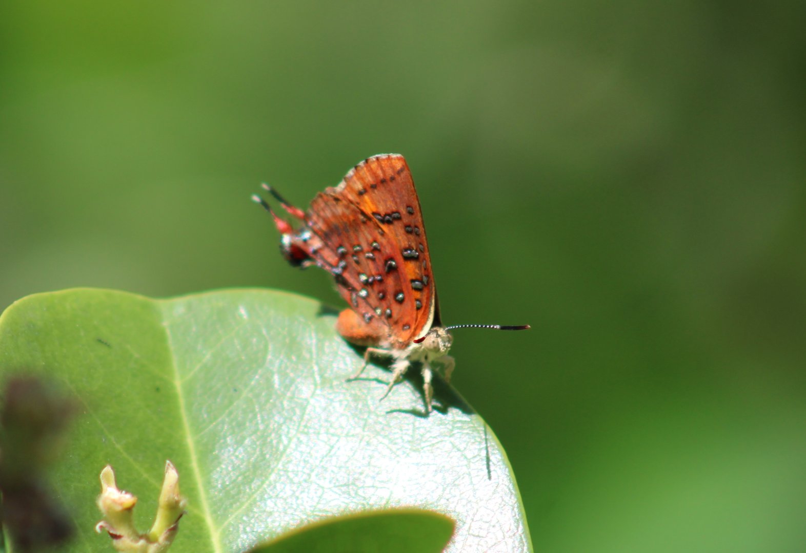 Common scarlet