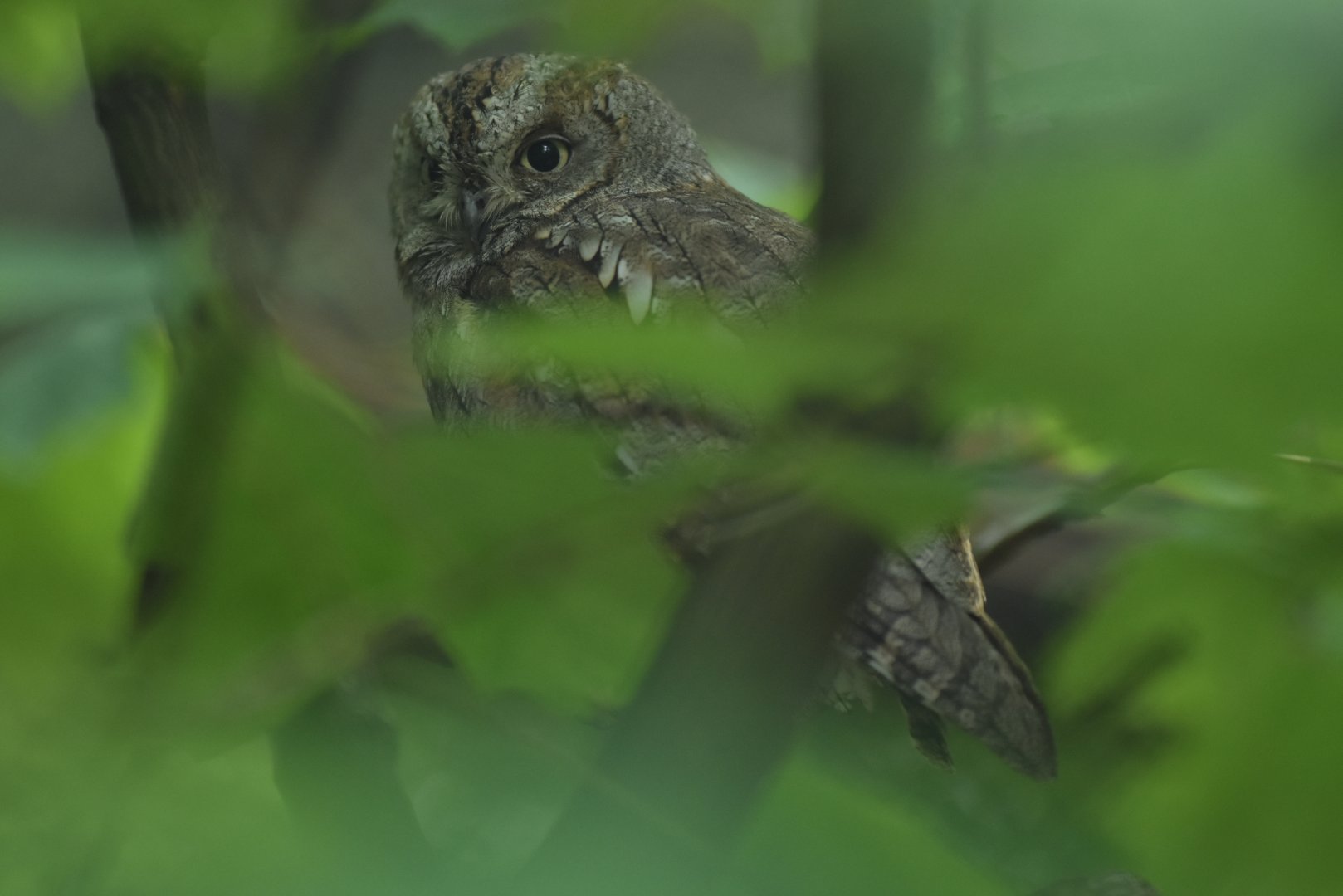 Common Scops-owl (Otus scops)