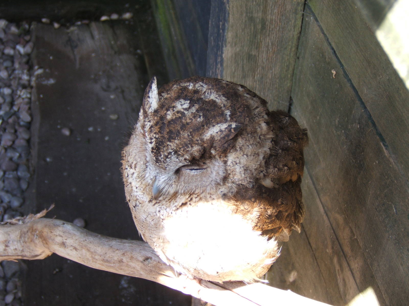 Common Scops Owl