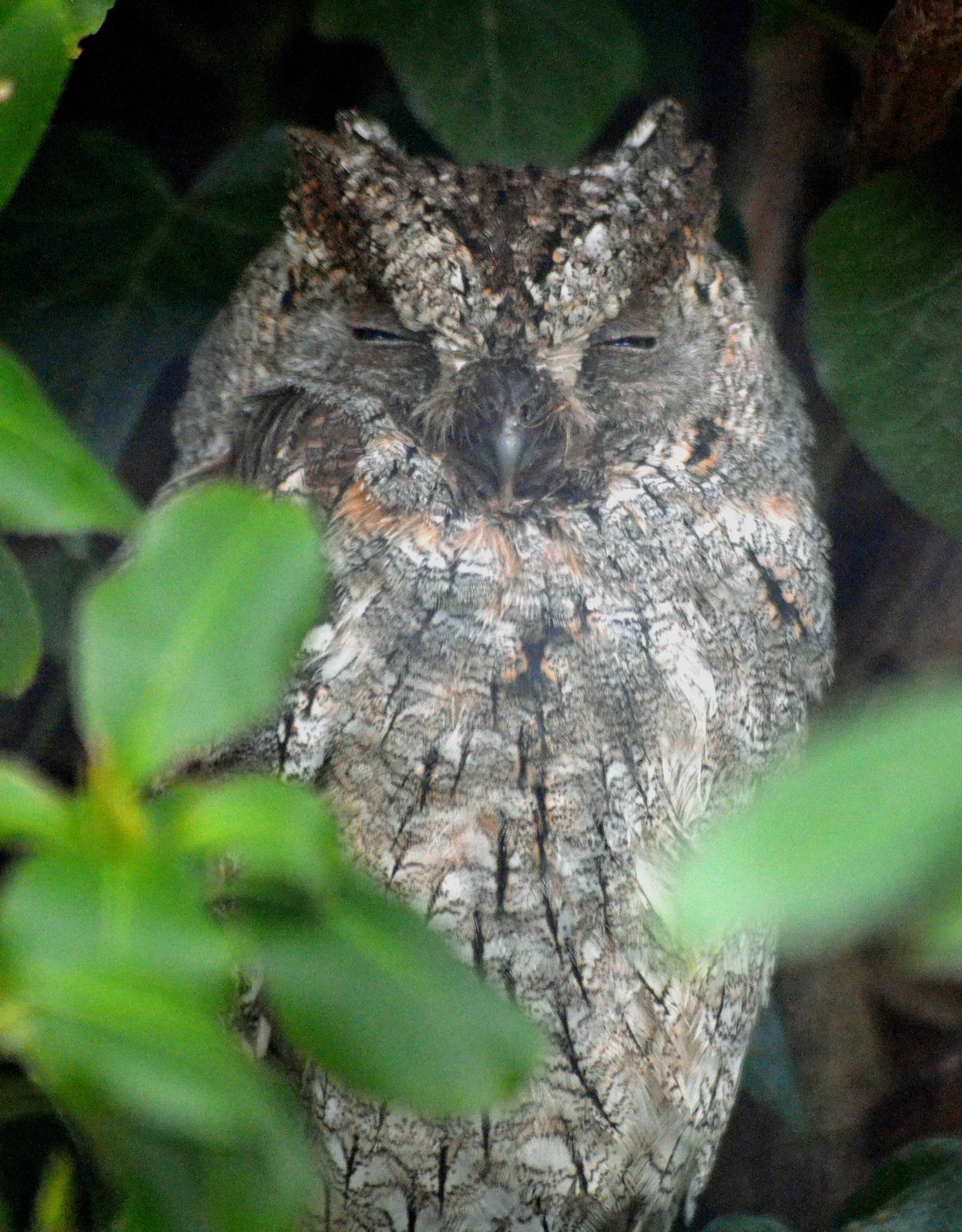 Common scops owl