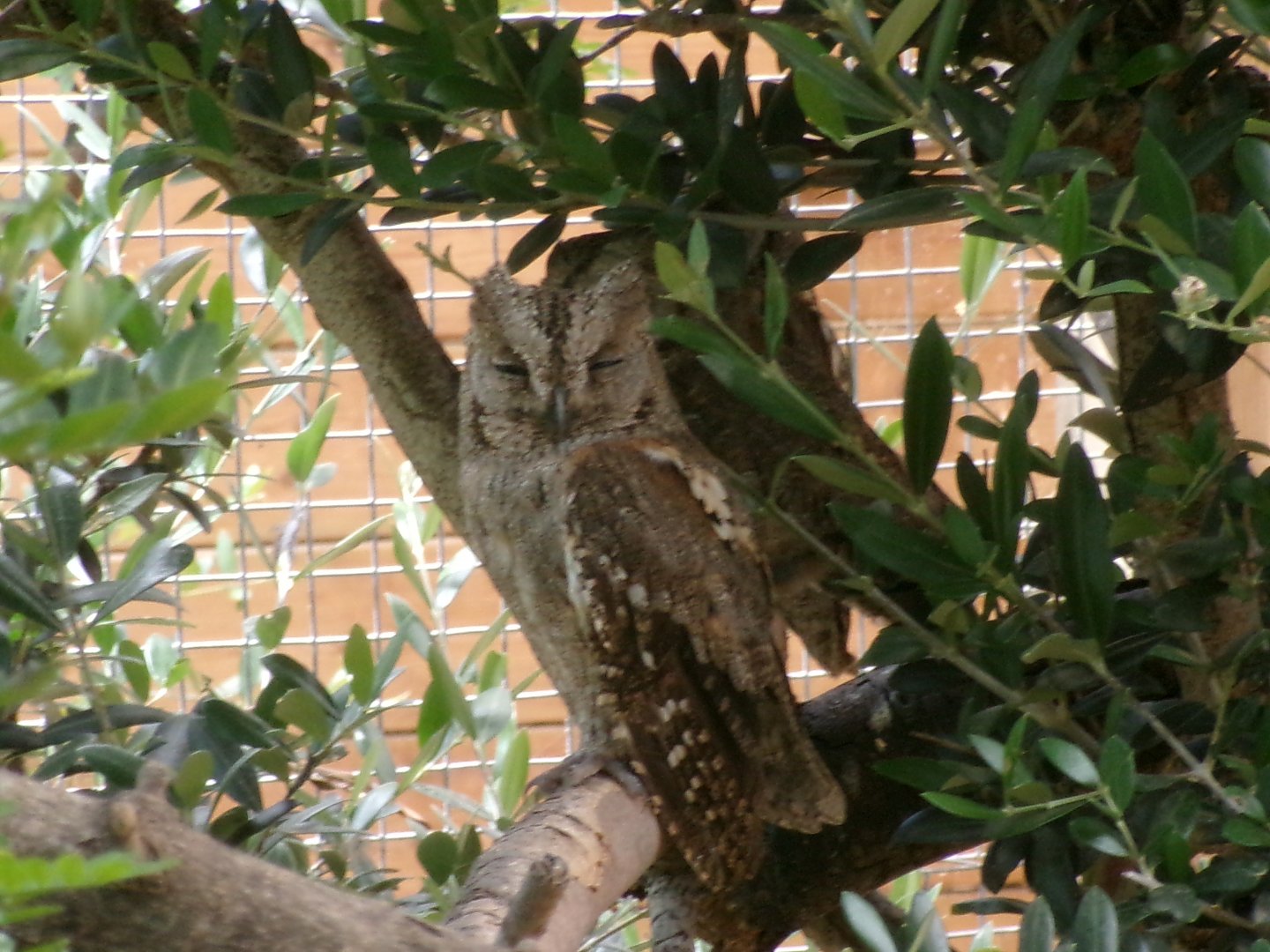 Common Scops-owl