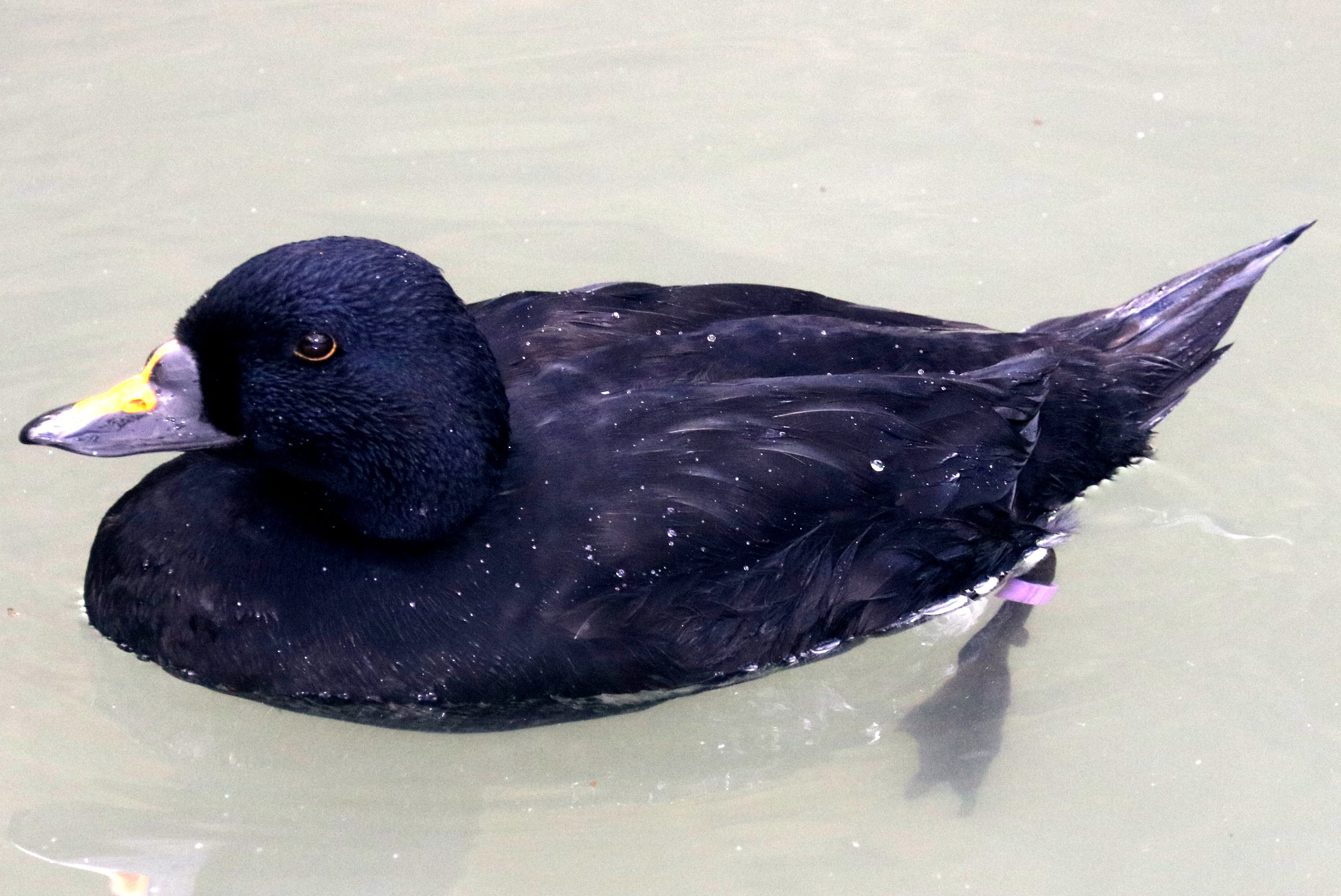 Common Scoter; Arundel; 6th October 2022